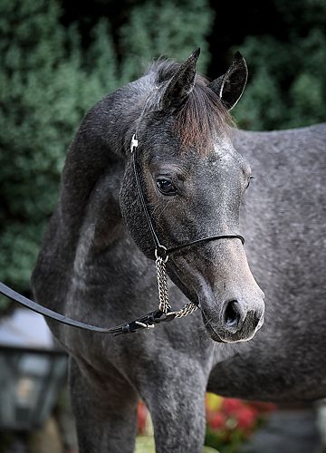 Gitana Hafidat El Brillo